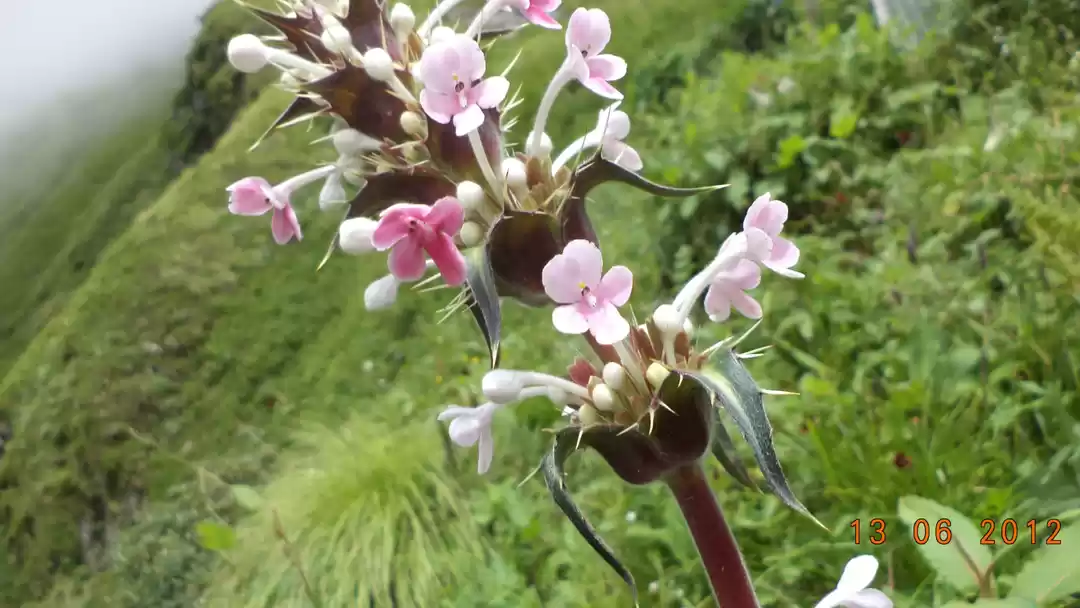 Photo of Himalyan hippie