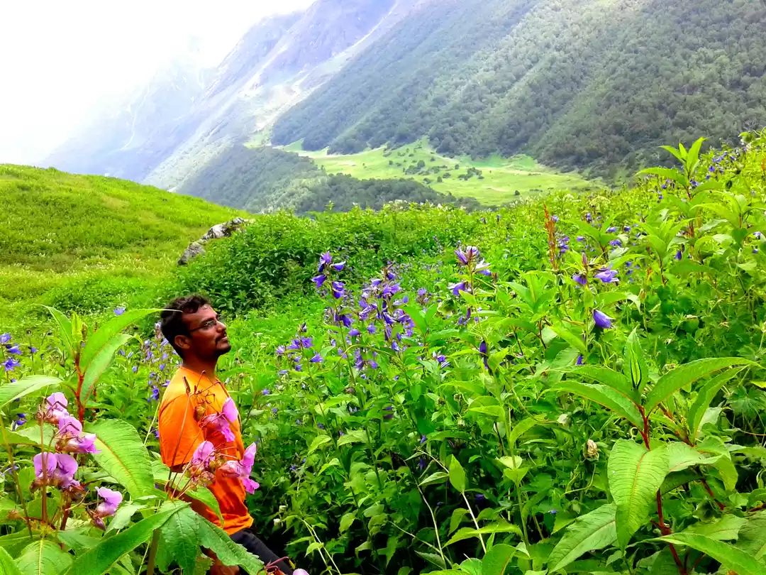 Photo of Valley of flowers an