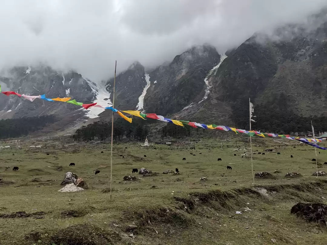 Photo of Yumthang Valley - Pi