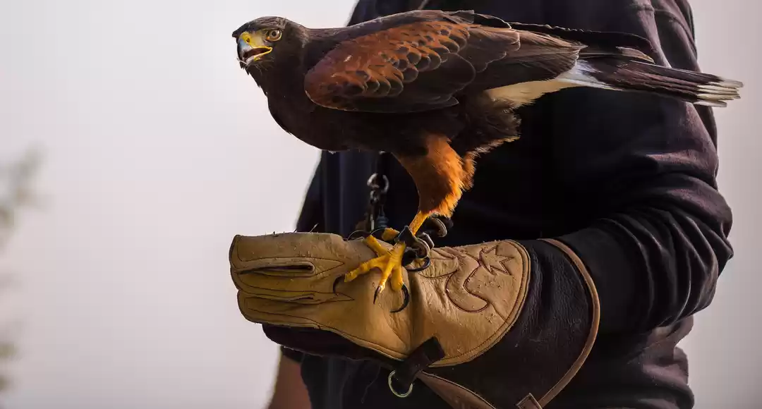 Photo of Ever Heard of Falcon