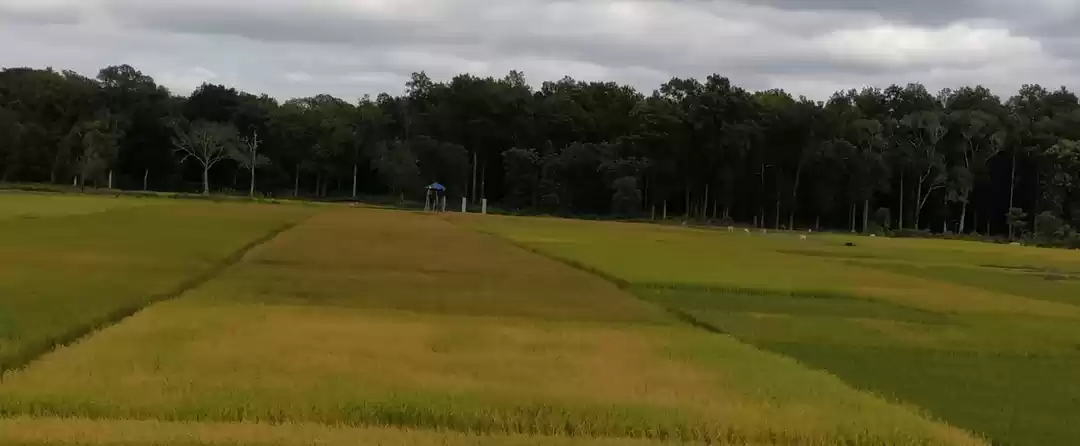 Photo of The Rowdy Tusker of