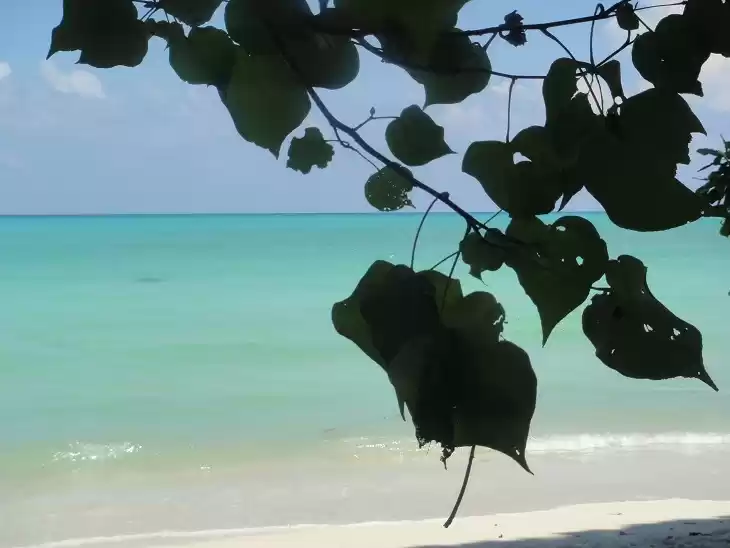 Photo of Havelock Island Is A