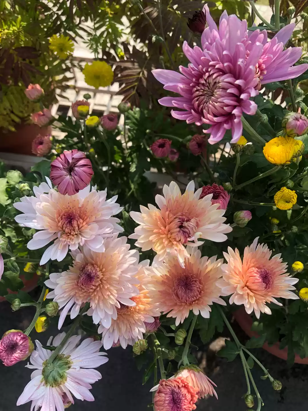 Photo of Kandaghat, Himachal 