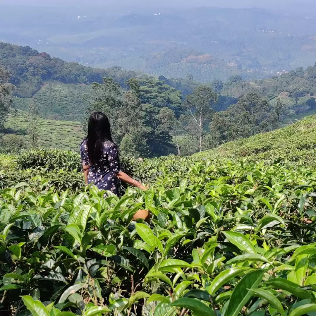 Photo of Wayanad - land witho