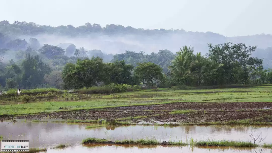 Photo of The Konkan Diary - A