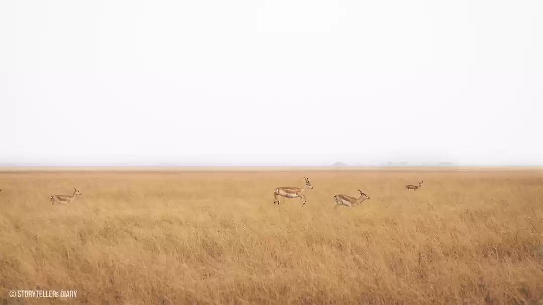 Photo of A diary of cute wild