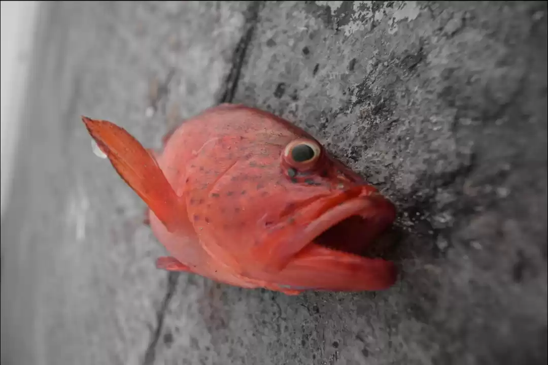 Photo of Lakshadweep- Kavarat