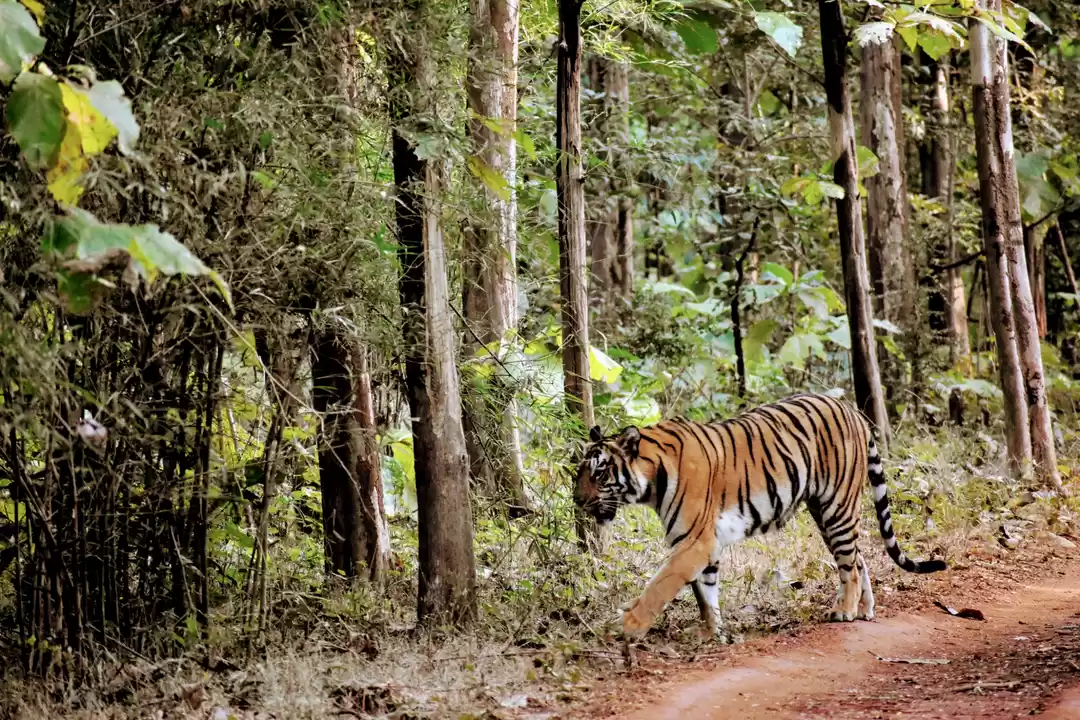 Photo of Alluring Tadoba nati