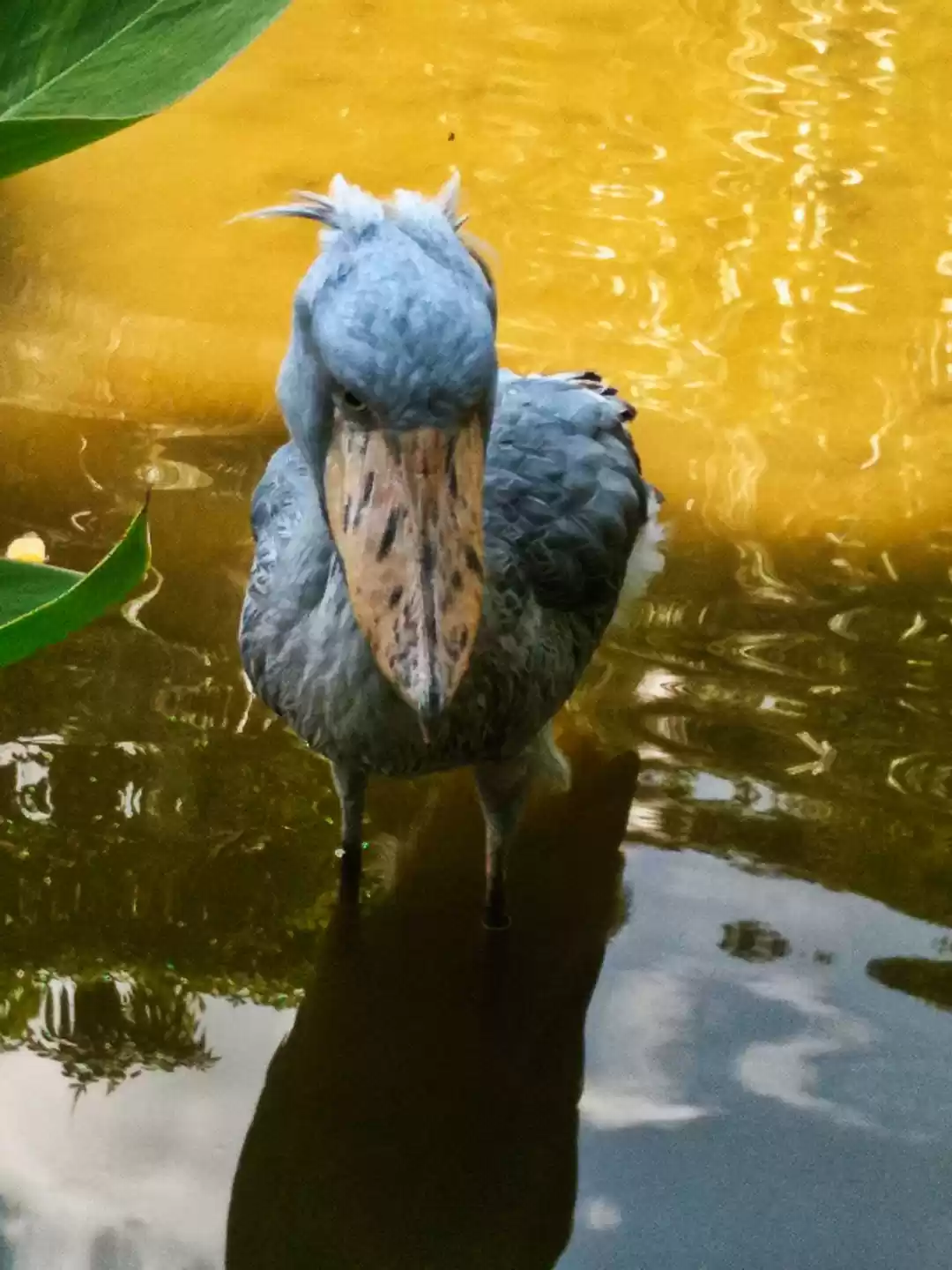 Photo of The Angry bird