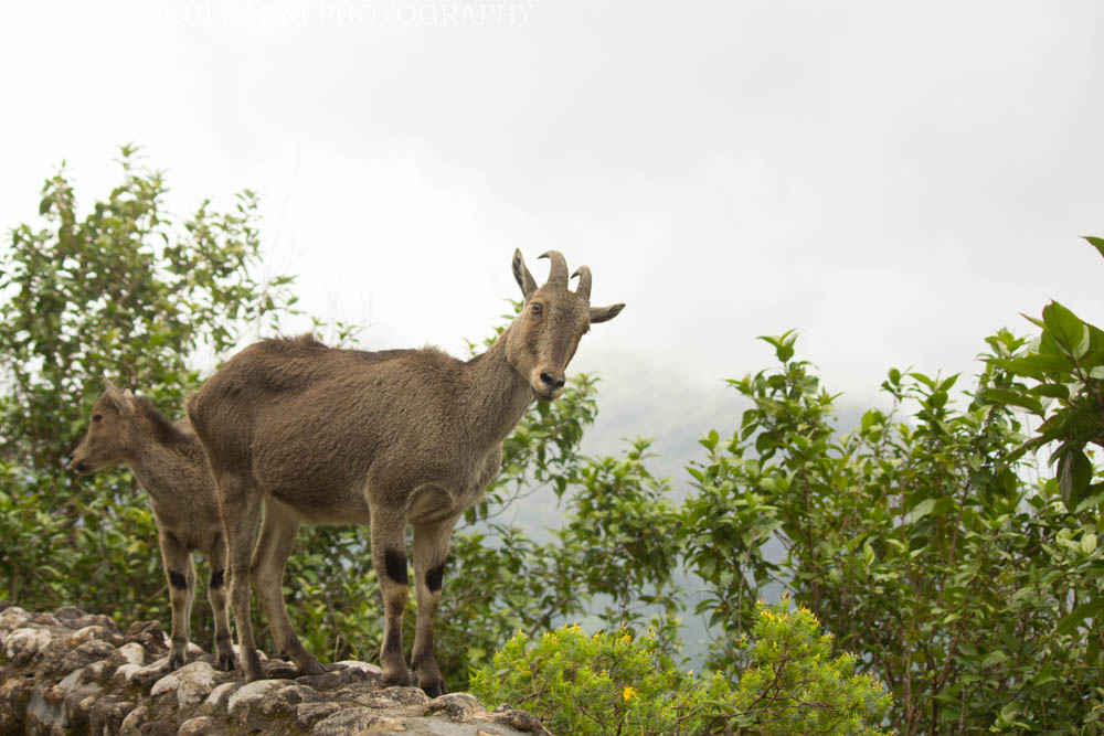 Of Thrilling Traipsing with Nilgiri Tahrs: Eravikulam National Park -  Tripoto