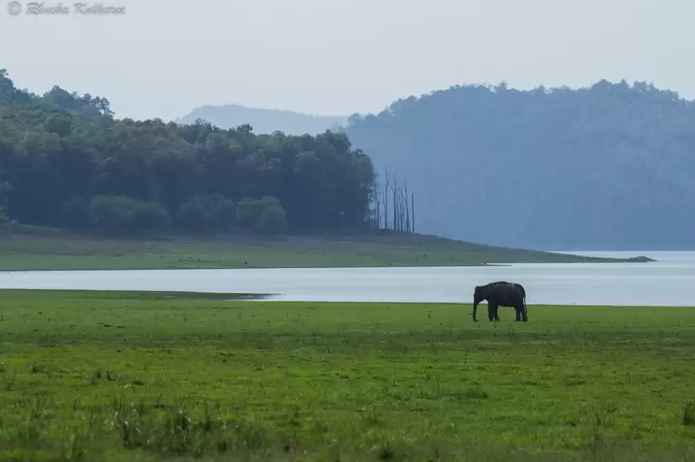 Photo of Encountering Ellies 