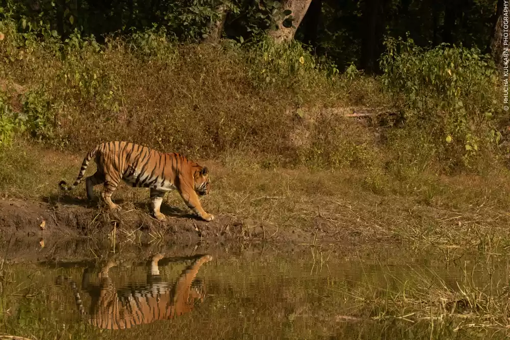Photo of A Roaring Invite to 