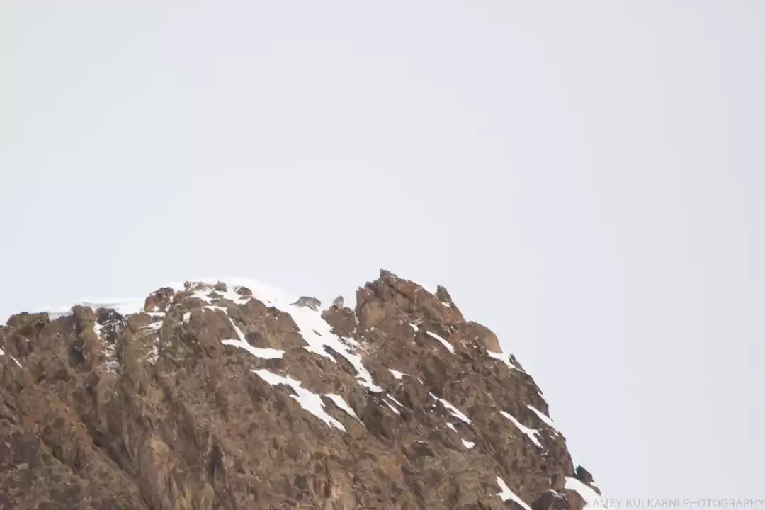 Photo of The Ultimate Wildlif