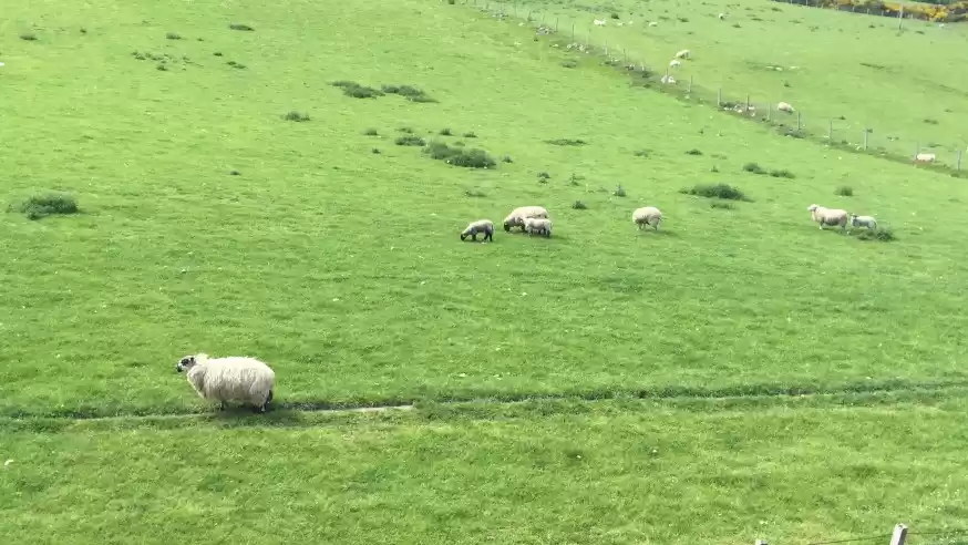 Photo of Things To Do In Scot