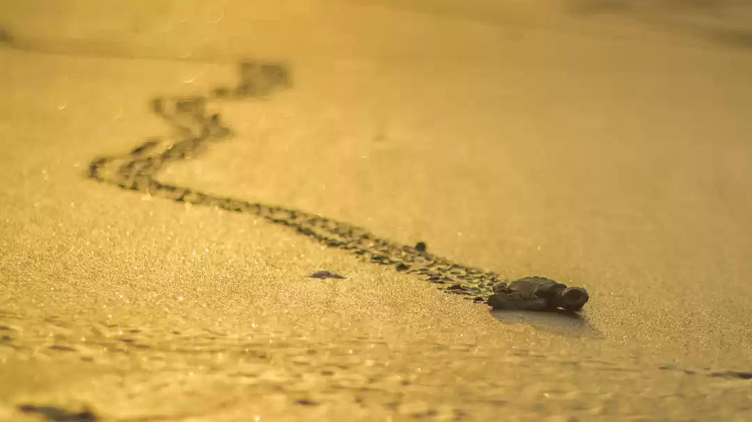 Photo of Velas Sea Turtle Fes