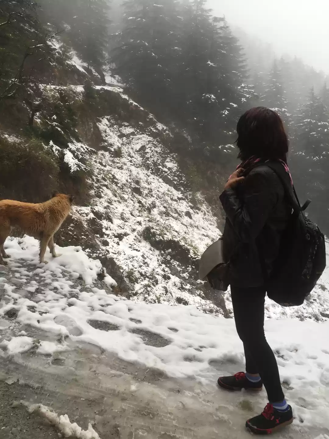 Photo of Dharamshala-Mcleodga