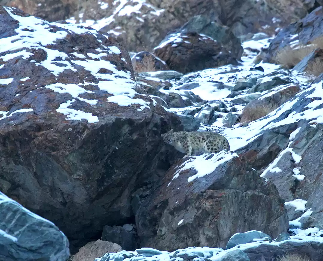 Photo of Snow Leopard Quest,