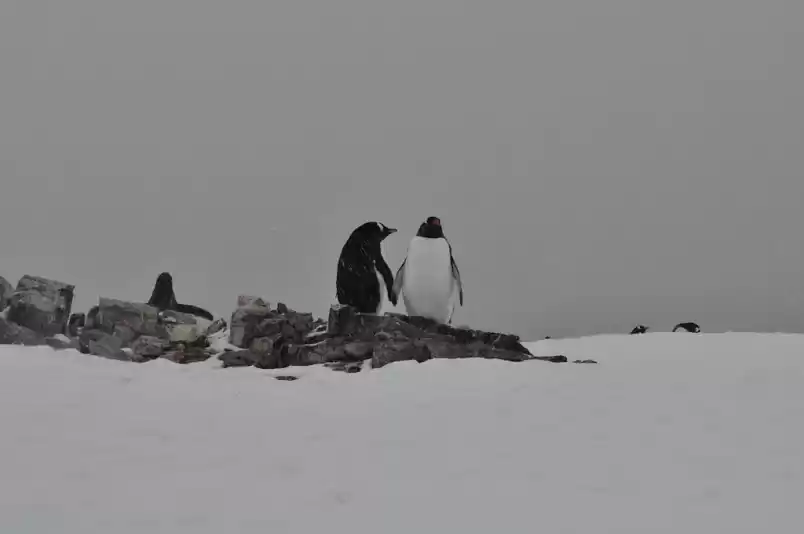 Photo of An Expedition To Ant