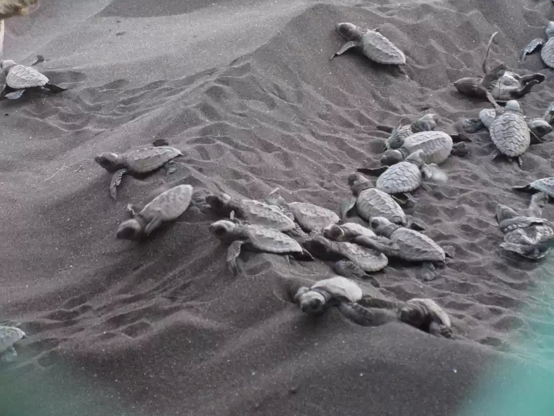 Photo of Velas Turtle Festiva