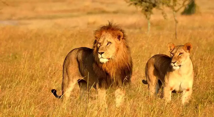 Photo of Gir National Park is
