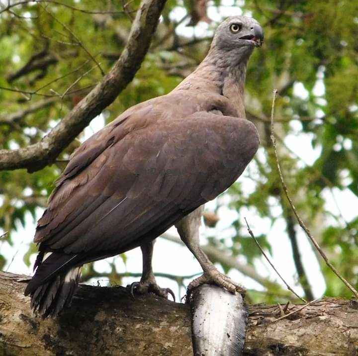 Kaziranga National Park News | Kaziranga National Park - Tripoto