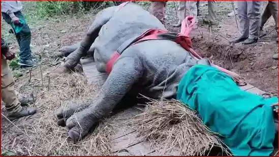 Photo of Rhino That Strayed O