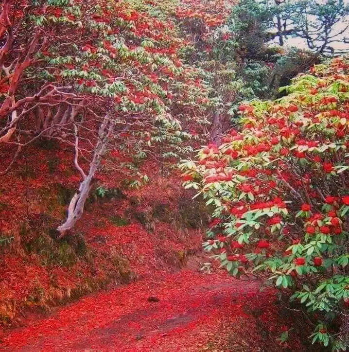 Photo of Lachung: An Adventur