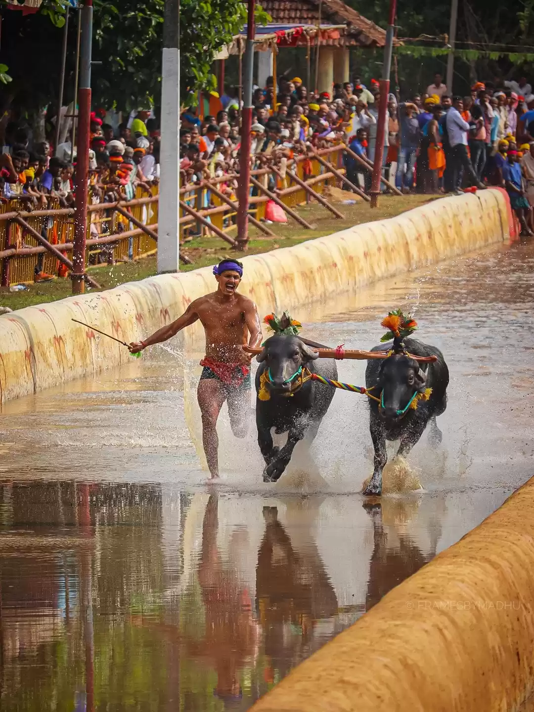 Photo of Kambala - The buffal