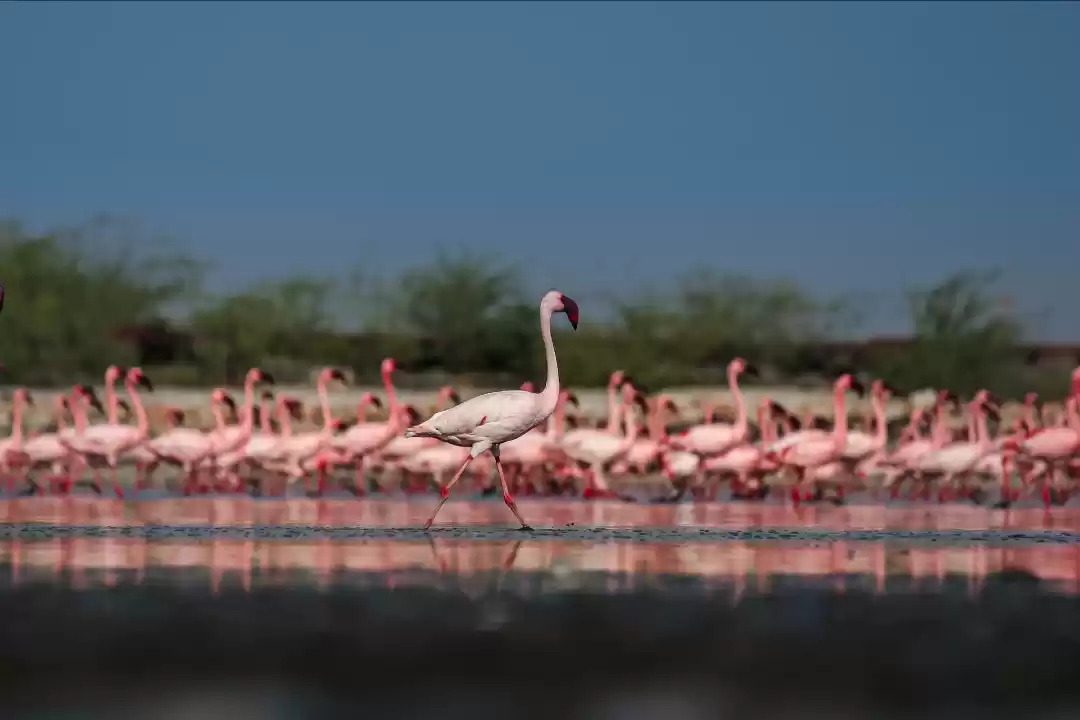 Photo of Lesser flamingo typi