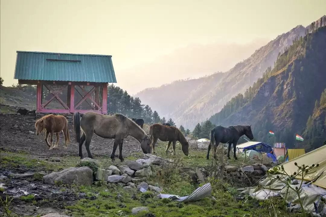 Photo of Mountain Horses #tri