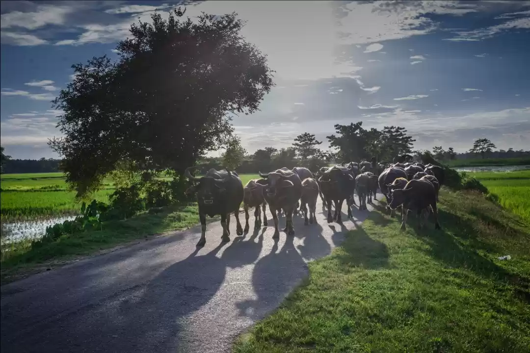 Photo of Jorhat, an unreveale