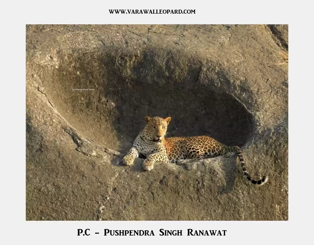 Photo of Leopard Camp!