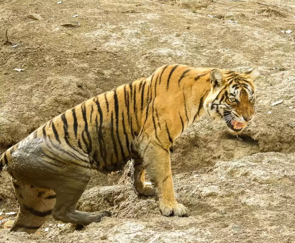 Photo of Best Wildlife Destin