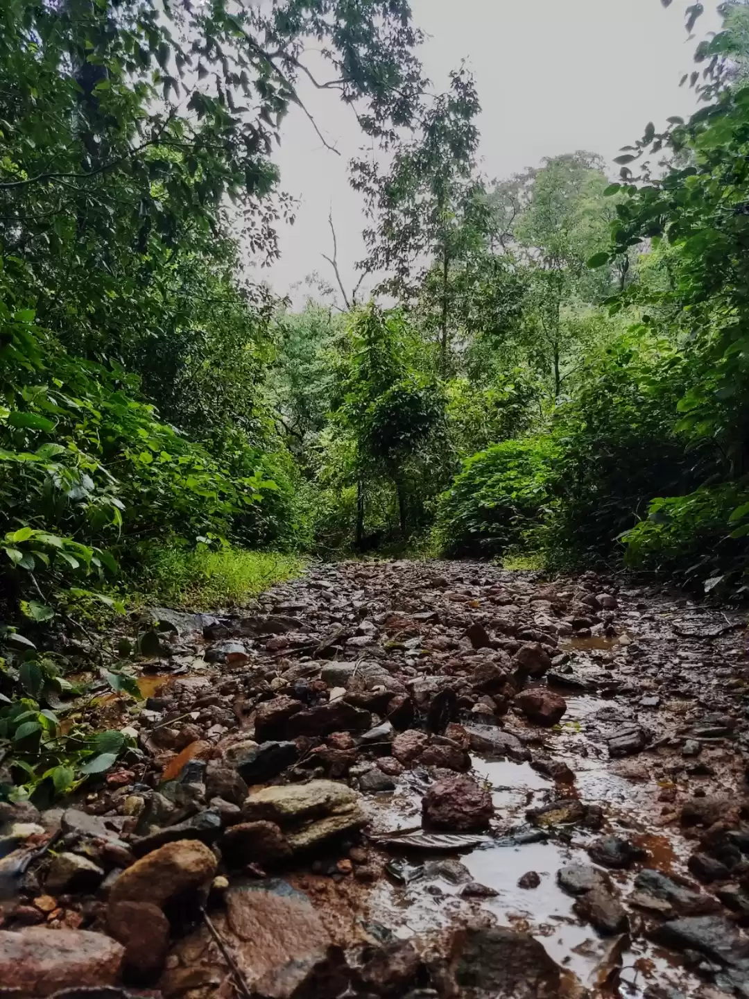 Photo of Moss-veiled trails o