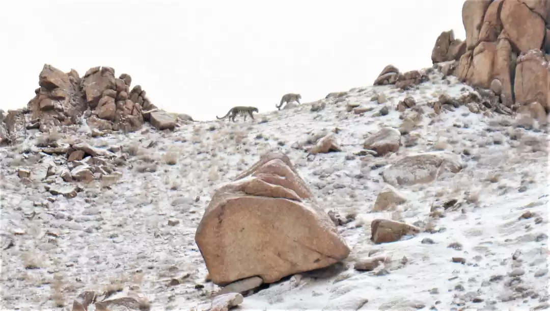 Photo of Elusive Snow Leopard