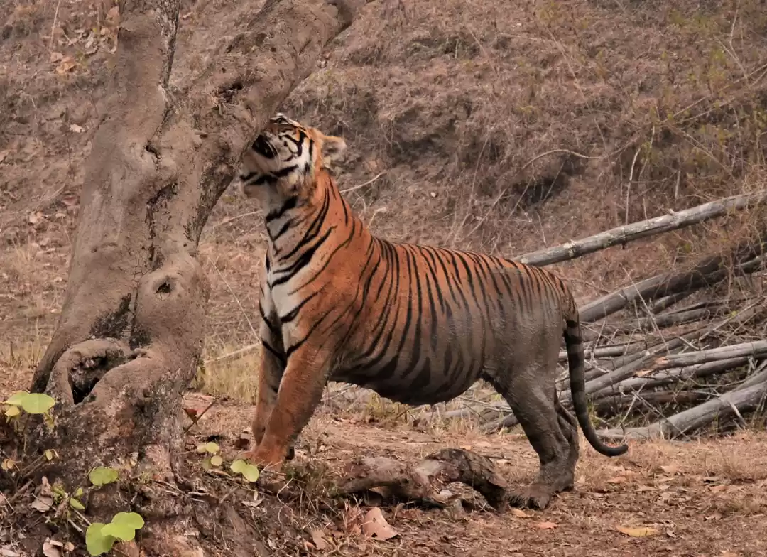 Photo of Why Bandipur Safari