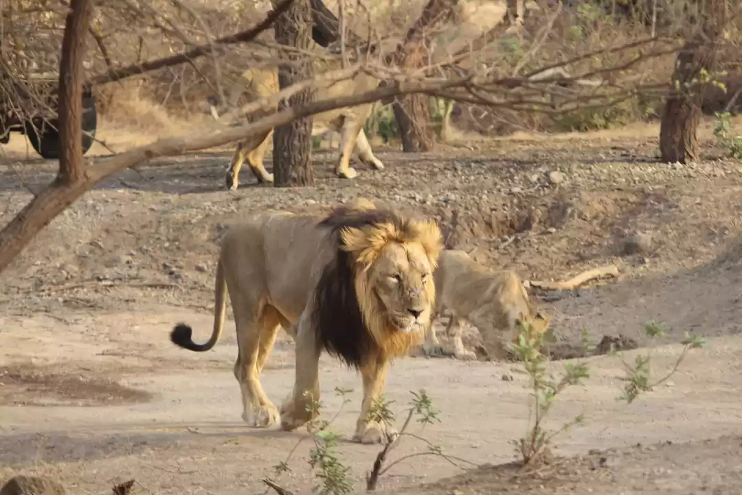 Photo of Asiatic lion in Gir!