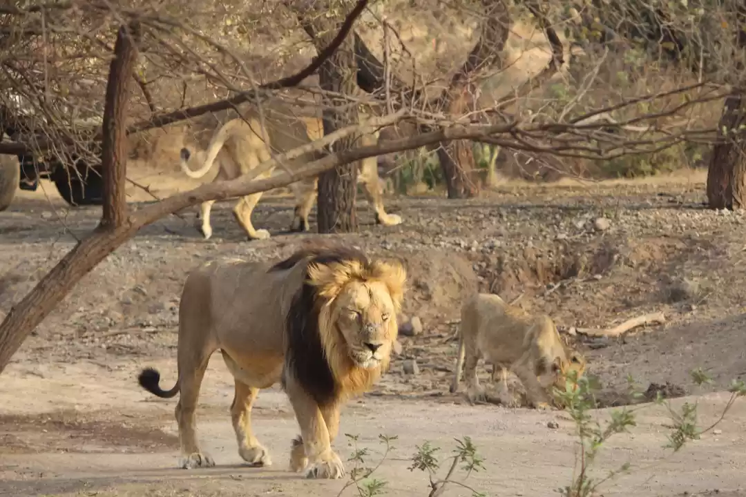 Photo of The lion family