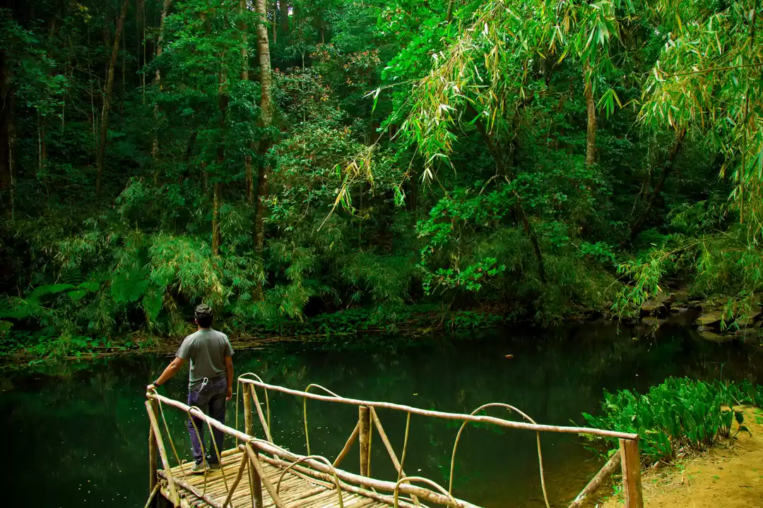 Photo of The Secret Tiny Litt