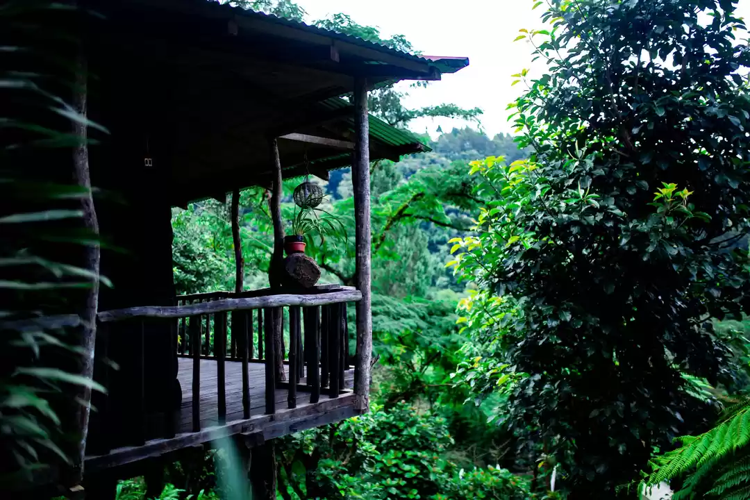 Photo of Hidden inside a fore