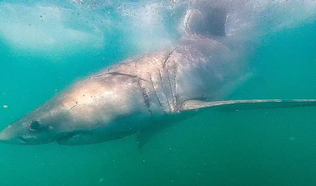 Photo of Will You Do the Shar