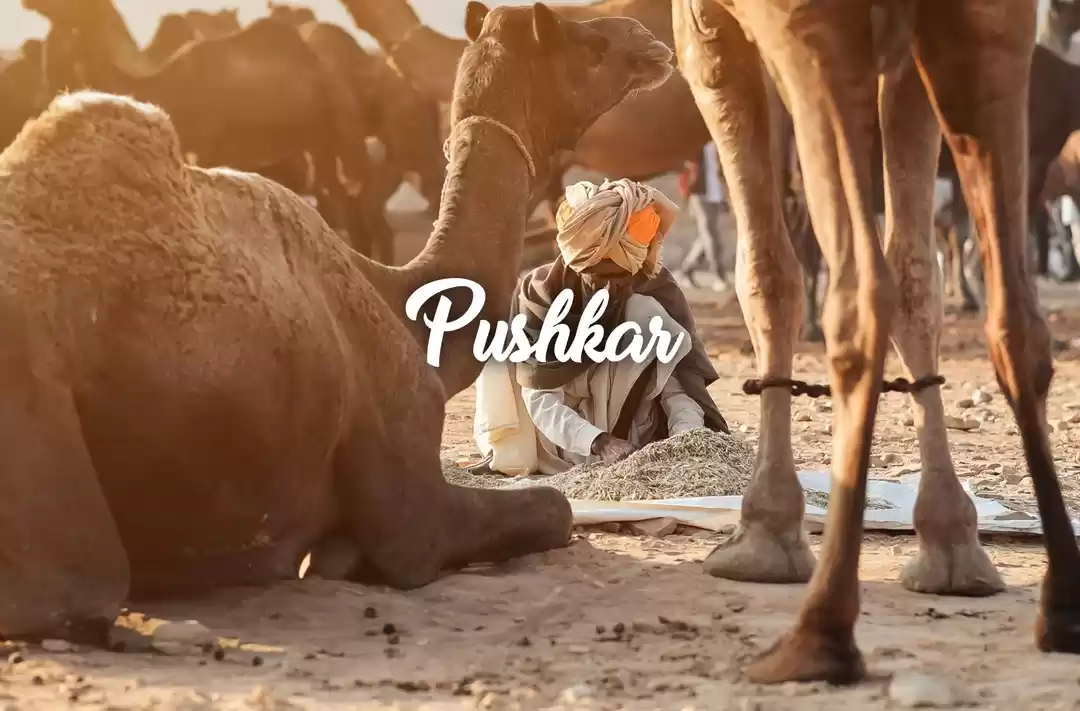 Photo of Pushkar camel fair 