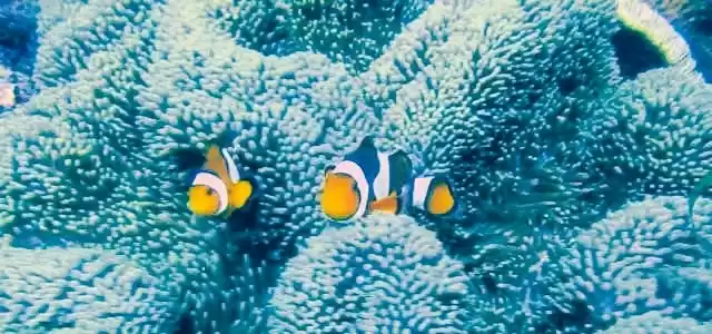 Photo of I met Nemo; the clow