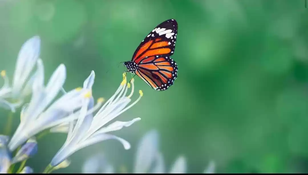 Photo of दिल्ली को मिला पहला 