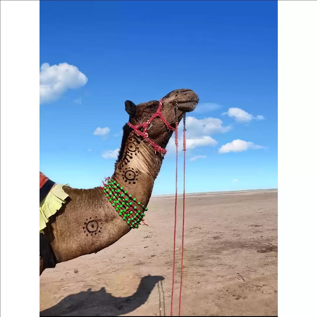 Photo of Camel ride
