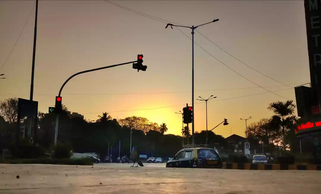 Photo of smart crow waits for