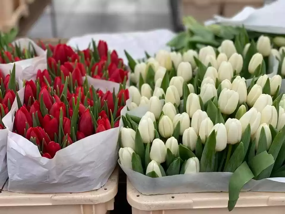 Photo of You can travel Amste