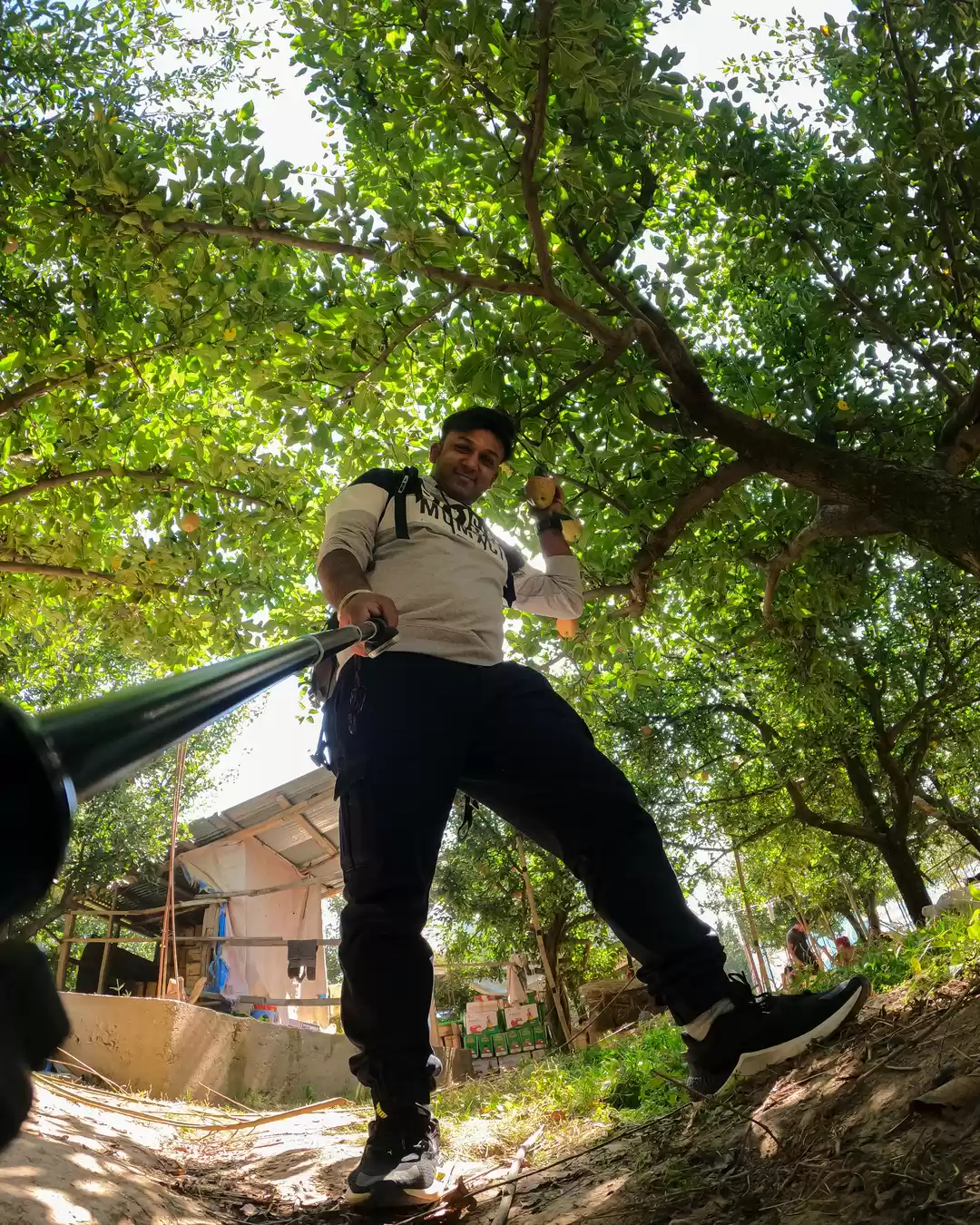 Photo of The apple orchids of