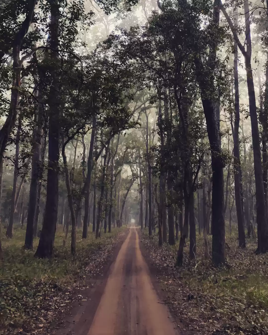 Photo of Dudhwa national park