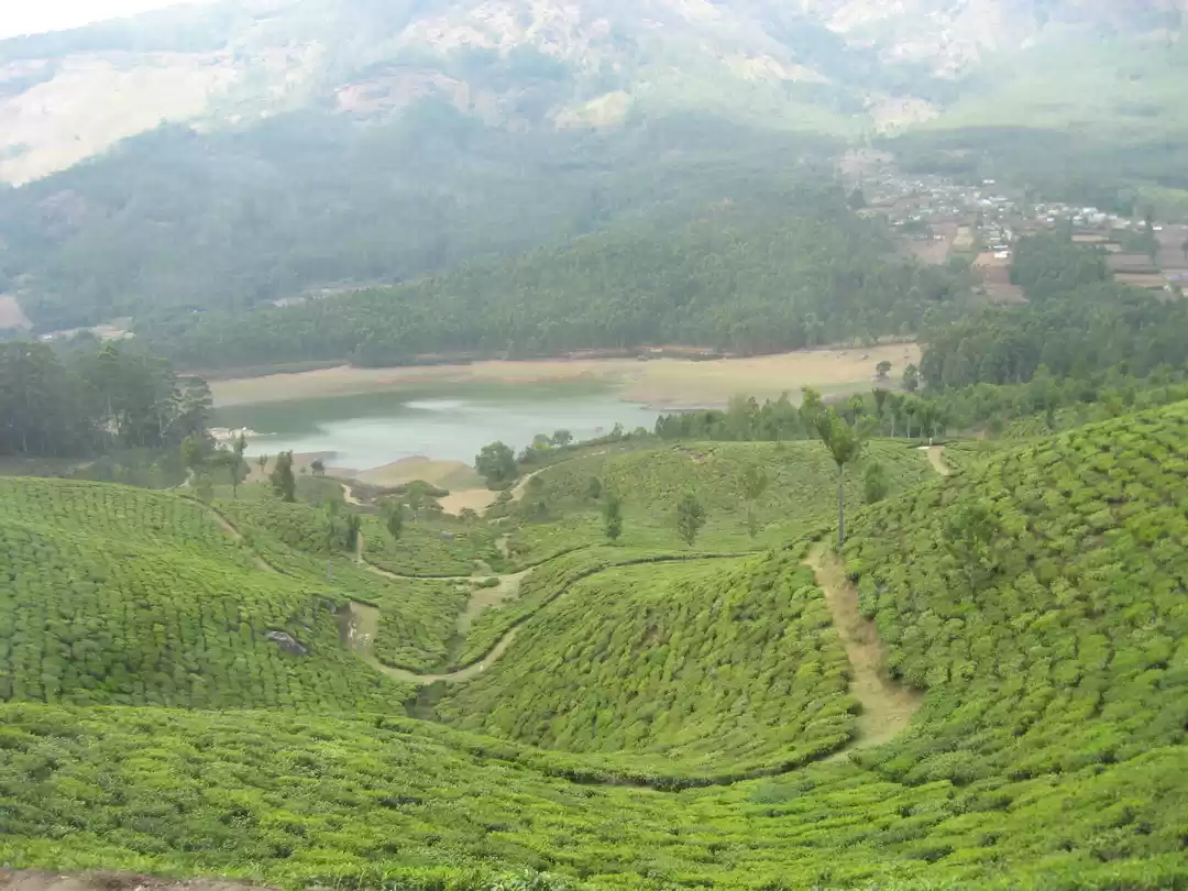 Photo of The Green Carpet, Mu